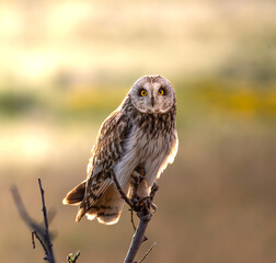 Short-eared owl perched on a small tree backlit by morning sun