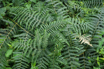 green fern leaf, natural texture background
