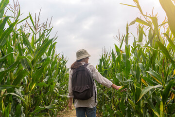 Woman walking through a field of sweet corn in a field