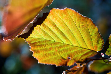 Corylus maxima or filbert species of hazel in birch family Betulaceae, native to southeastern Europe and southwestern Asia. Corylus maxima leaf close-up selective focus shot.