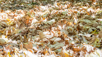 Fallen dried tree leaves in autumn formed a pattern on the ground