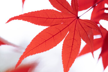 白地の中にある真っ赤に紅葉したもみじの葉