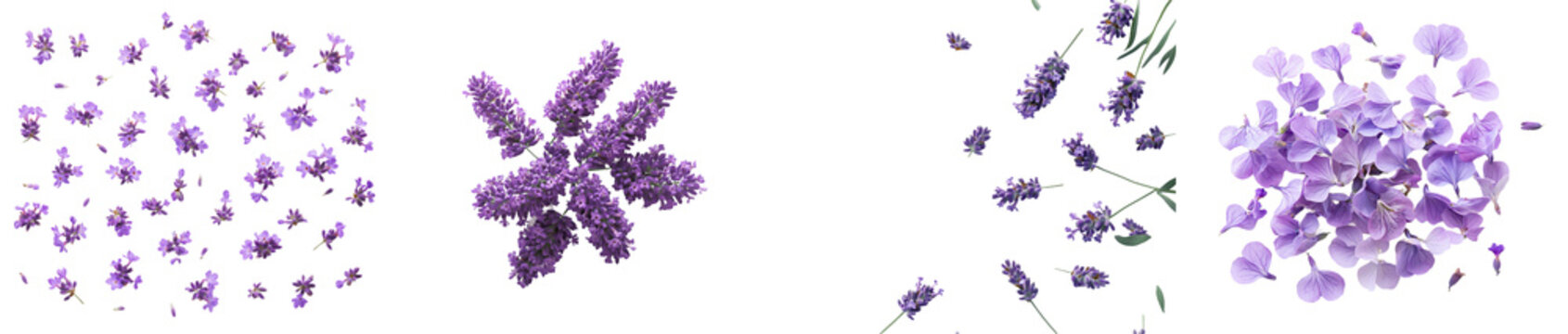 View from above of a bundle of purple lavender flowers on a white background.