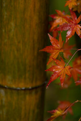 雨の水滴を溜めた赤く紅葉したもみじの葉と濡れた竹