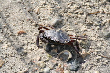 crab on the beach