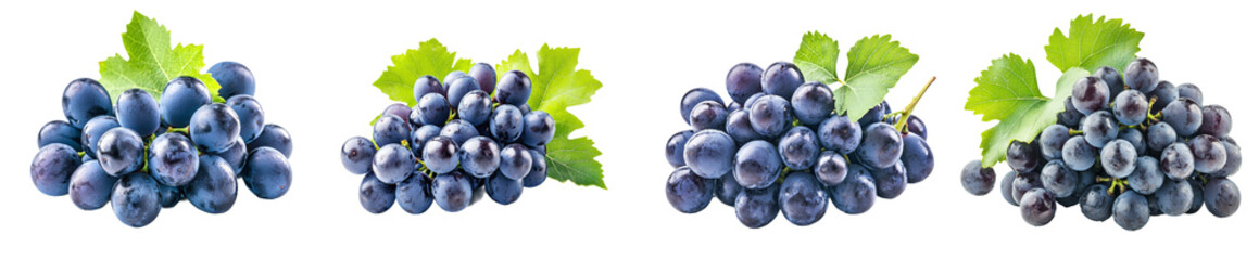 Isolated dark blue grape leaves on a white background. Depth of field is full.