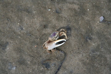 crab with a large claw