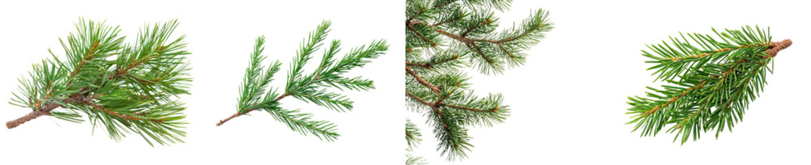 The pine branch is isolated without a shadow. A close-up photo. Christmas. New year.