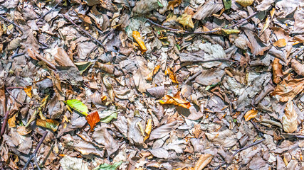Fallen dried tree leaves in autumn formed a pattern on the ground
