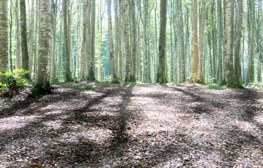 Serene Sunlit Forest with Lush Green Undergrowth - Peaceful Woodland Landscape