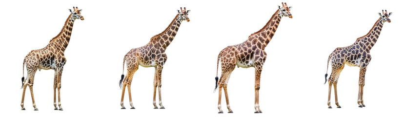 Obraz premium Known as the Somali Giraffe or the Reticulated Giraffe,