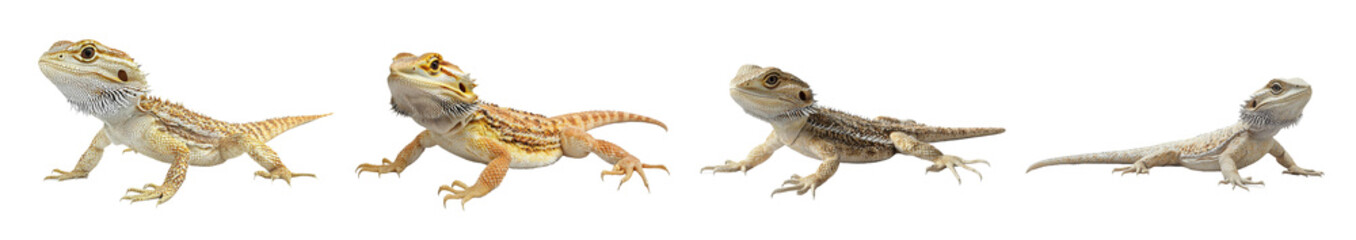 Obraz premium White background with a bearded dragon - Pogona vitticeps