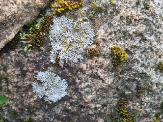 Flechten auf einem Stein - Lichen - symbiotische Lebensgemeinschaft zwischen Pilzen und Algen 1