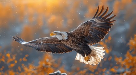 Obraz premium Bald Eagle in Flight.