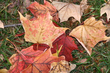 autumn leaves on the ground