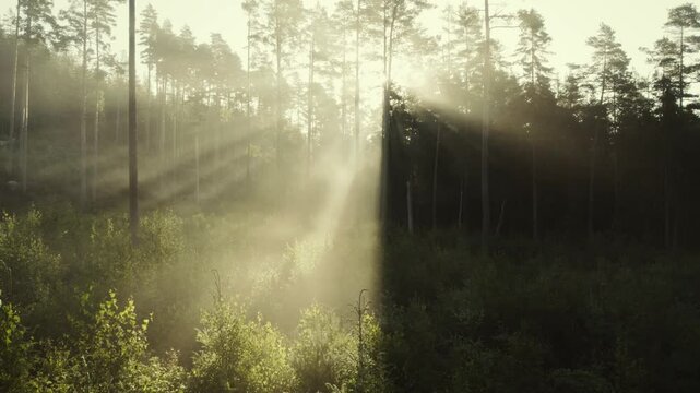 Lot w porannym słońcu w lesie między drzewami