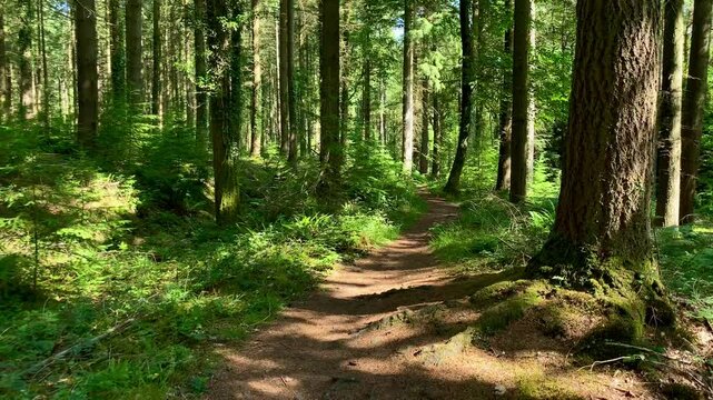 Earth trail through green forest woodland dappled sunlight