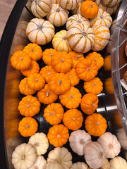View of a shelf with different types of pumpkins in a store 
