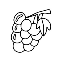 Doodle style grapes, vector illustration