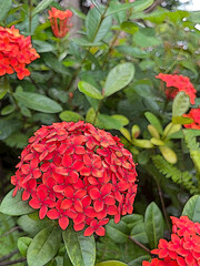 Ixora. Beautiful orange spike flower. King Ixora blooming (Ixora chinensis). Rubiaceae flower....