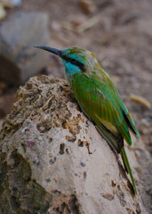 Beautiful bee-eater bird in Eilat.Eats insects in large quantities