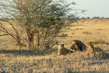 Lions in BWA