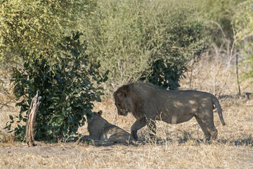 Lions in BWA