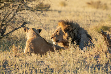 Lions in BWA