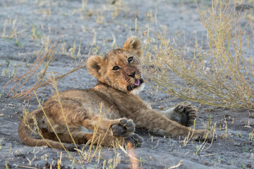 Lions in BWA