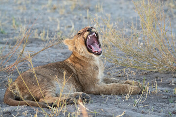 Lions in BWA