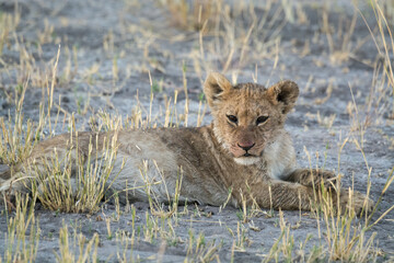 Lions in BWA