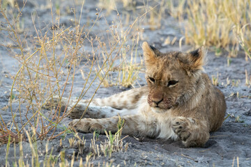 Lions in BWA
