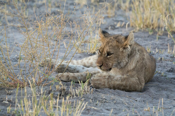Lions in BWA
