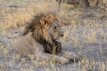 Lions in BWA