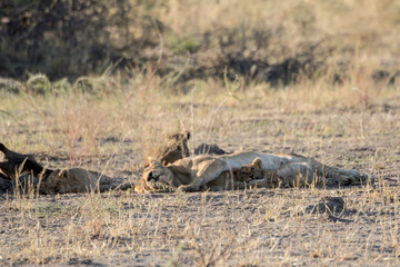 Lions in BWA