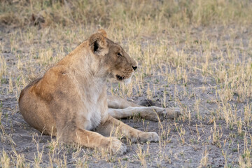 Lions in BWA