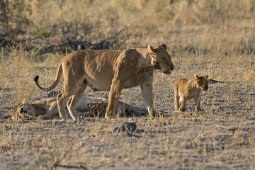Lions in BWA