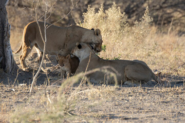 Lions in BWA