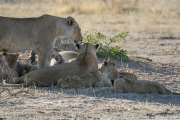 Lions in BWA