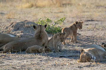 Lions in BWA