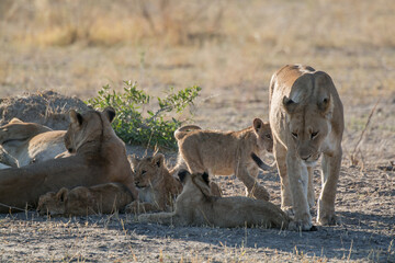 Lions in BWA