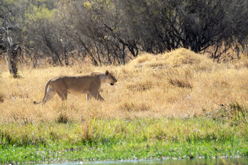 Lions in BWA