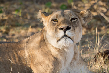 Lions in BWA