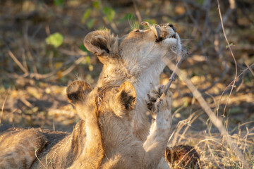 lions in BWA