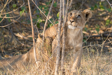 lions in BWA