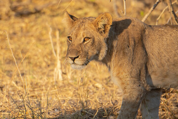 lions in BWA