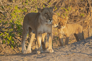 lions in BWA