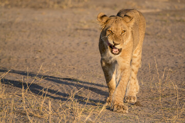 lions in BWA