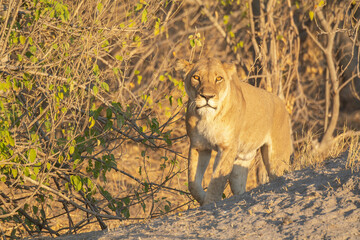 lions in BWA