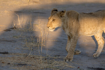lions in BWA
